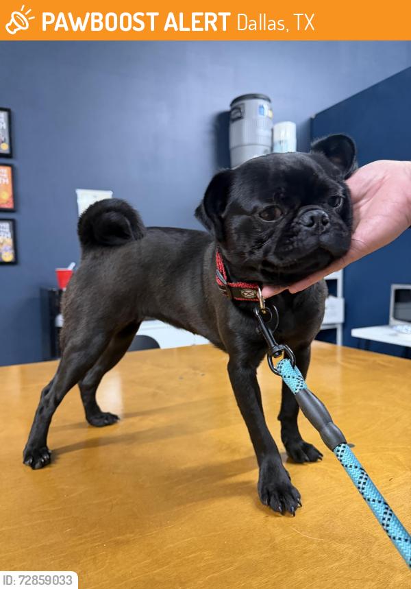 Found/Stray Female Dog last seen 7-Eleven @ Shiloh & Barnes Bridge, Dallas, TX 75228