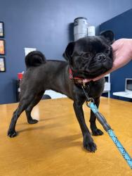 Found/Stray Female Dog last seen 7-Eleven @ Shiloh & Barnes Bridge, Dallas, TX 75228