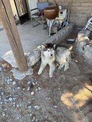 Found/Stray Unknown Dog last seen Near Corregidor Dr Sw, Albuquerque, NM 87105