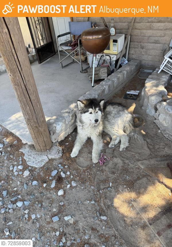 Found/Stray Unknown Dog last seen Near Corregidor Dr Sw, Albuquerque, NM 87105