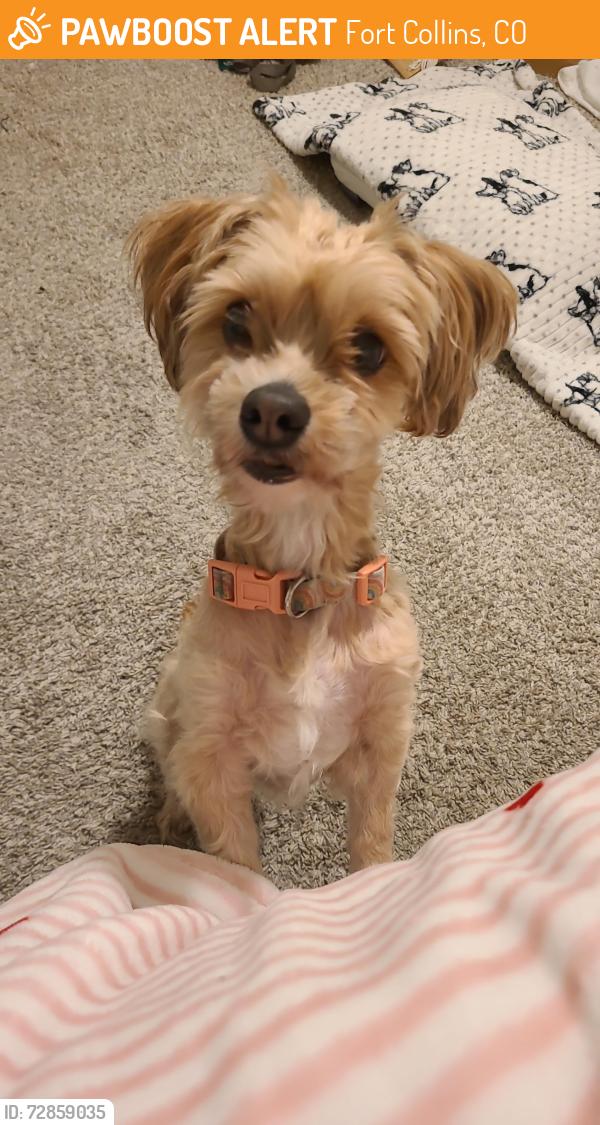 Found/Stray Female Dog last seen Heritage Cir, Fort Collins, CO 80526