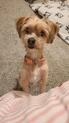 Found/Stray Female Dog last seen Heritage Cir , Fort Collins, CO 80526