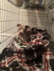 Lost Female Dog last seen Waterford, Florissant, MO 63033