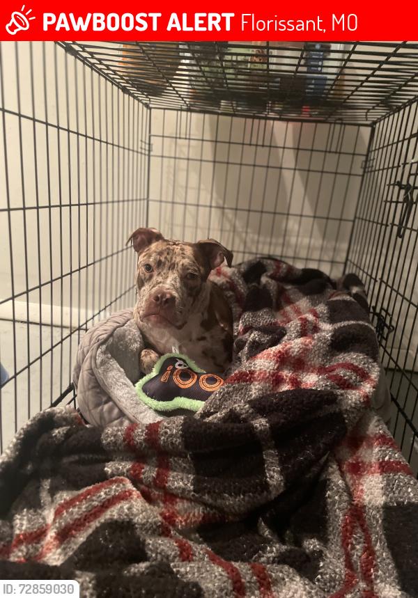 Lost Female Dog last seen Waterford, Florissant, MO 63033