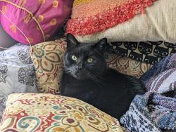 Reunited Male Cat last seen Southgate Animal Clinic, Milwaukie, OR 97222