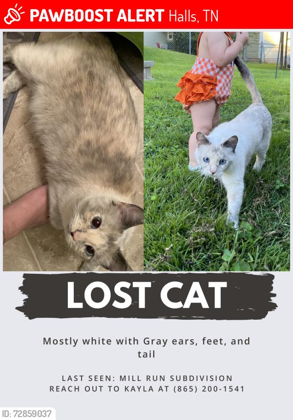 Lost Female Cat last seen Near periwinkle road-mill run subdivision , Halls, TN 37918