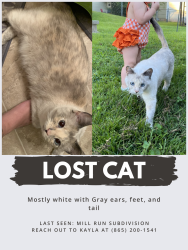 Lost Female Cat last seen Near periwinkle road-mill run subdivision , Halls, TN 37918