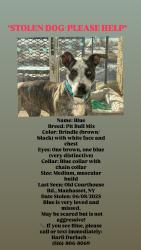 Lost Female Dog last seen Old courthouse Road, Manhasset Hills, NY 11040