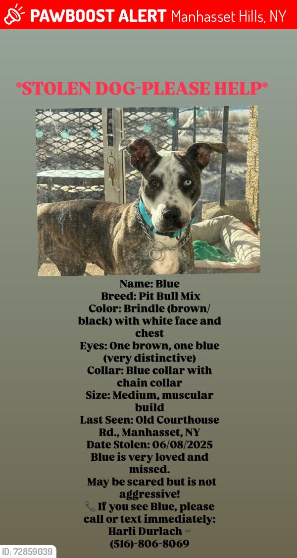 Lost Female Dog last seen Old courthouse Road, Manhasset Hills, NY 11040