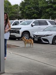 Found/Stray Unknown Dog last seen Bammel northwest at the corner of bltwy 8 and 249, Houston, TX 77086