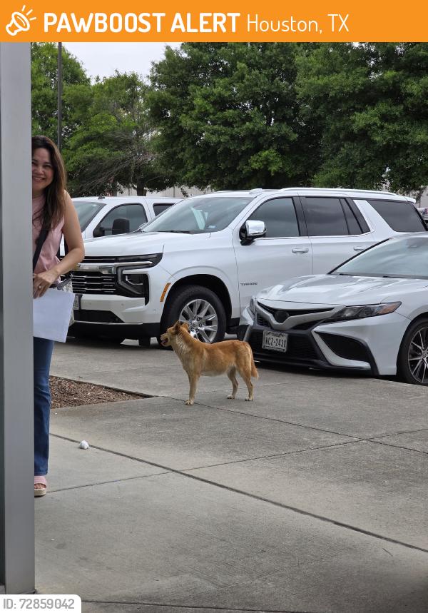 Found/Stray Unknown Dog last seen Bammel northwest at the corner of bltwy 8 and 249, Houston, TX 77086