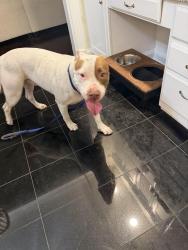 Found/Stray Unknown Dog last seen Westminster Dr, Cocoa, FL 32926