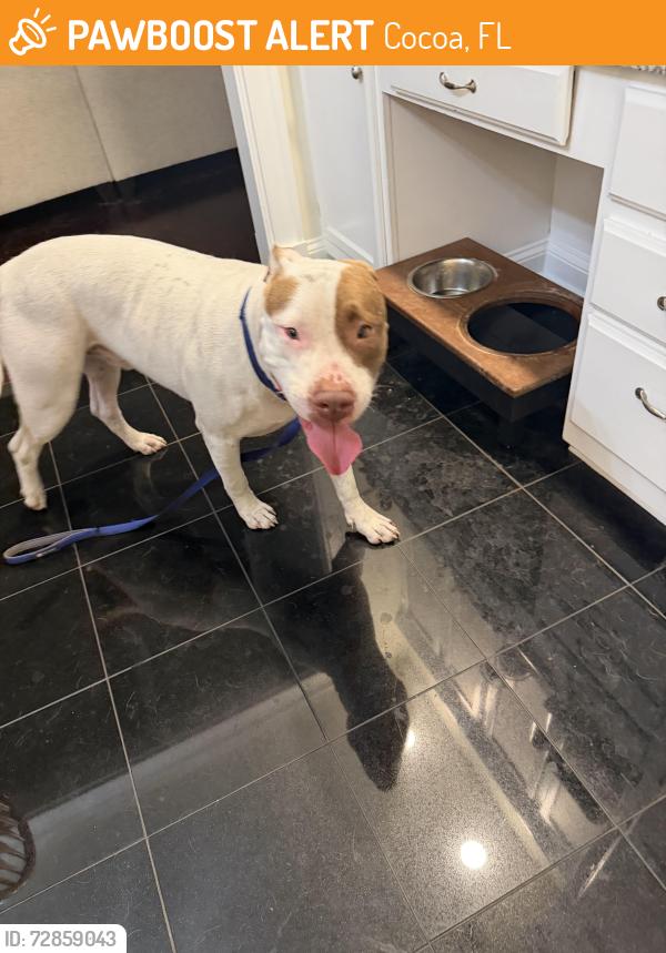 Found/Stray Unknown Dog last seen Westminster Dr, Cocoa, FL 32926