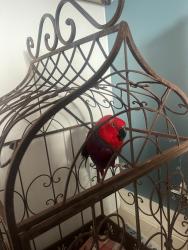 Found/Stray Female Bird last seen Welsh harp, Hendon, England NW4