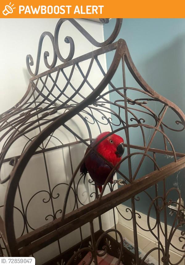 Found/Stray Female Bird last seen Welsh harp, Hendon, England NW4