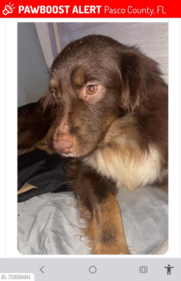 Lost Female Dog last seen Ehern Cutoff and Rolling Meadows back at end of Rolling Meadows, Pasco County, FL 34639