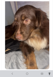 Lost Female Dog last seen Ehern Cutoff and Rolling Meadows back at end of Rolling Meadows, Pasco County, FL 34639