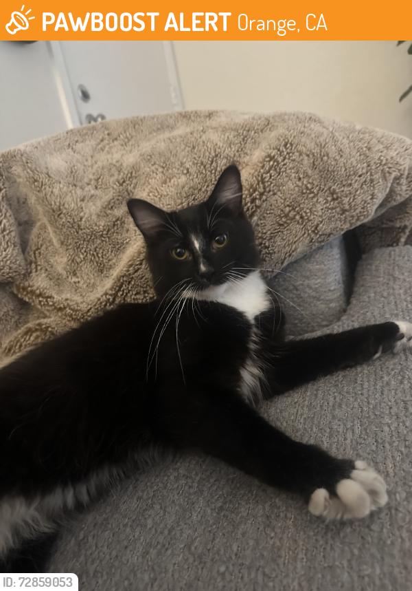 Found/Stray Female Cat last seen Orange Villa apmts, Orange, CA 92867