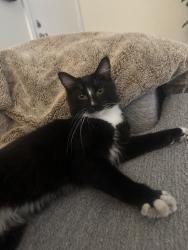 Found/Stray Female Cat last seen Orange Villa apmts, Orange, CA 92867