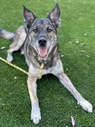 Shelter Stray Male Dog last seen , Los Angeles, CA 90031