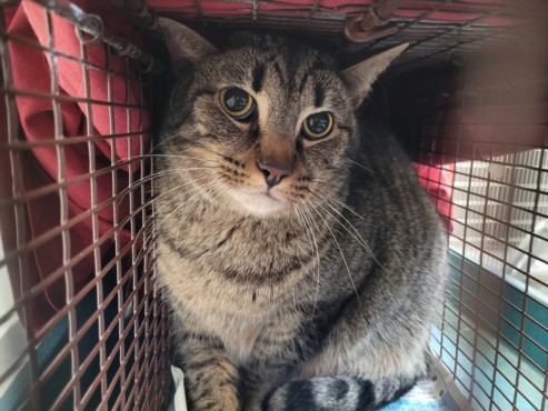 Shelter Stray Male Cat last seen , Los Angeles, CA 90031