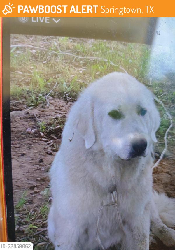 Found/Stray Male Dog last seen Near and 199, Springtown, TX 76082