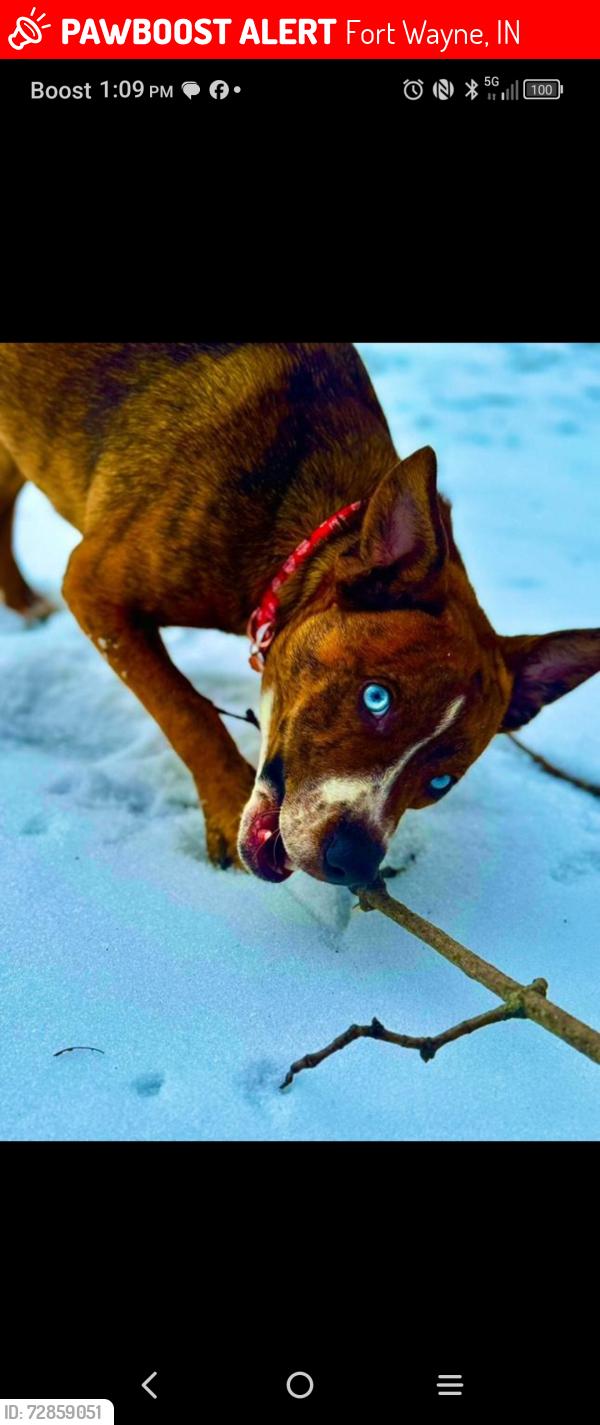 Lost Female Dog last seen Saint Mary's River, Foster Park, , Fort Wayne, IN 46809