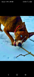 Lost Female Dog last seen Saint Mary's River, Foster Park, , Fort Wayne, IN 46809