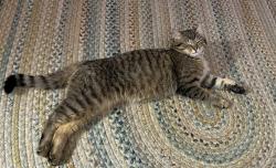 Found/Stray Male Cat last seen Great Road, Jaffrey, Jaffrey, NH 03452
