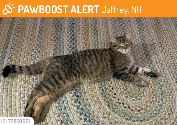 Found/Stray Male Cat last seen Great Road, Jaffrey, Jaffrey, NH 03452
