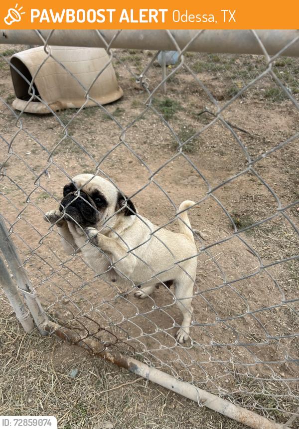 Found/Stray Female Dog last seen Flamingo & Moss area , Odessa, TX 79763