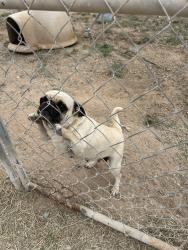 Found/Stray Female Dog last seen Flamingo & Moss area , Odessa, TX 79763