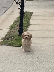 Found/Stray Unknown Dog last seen High Ridge Drive, Pelham, Pelham, AL 35007