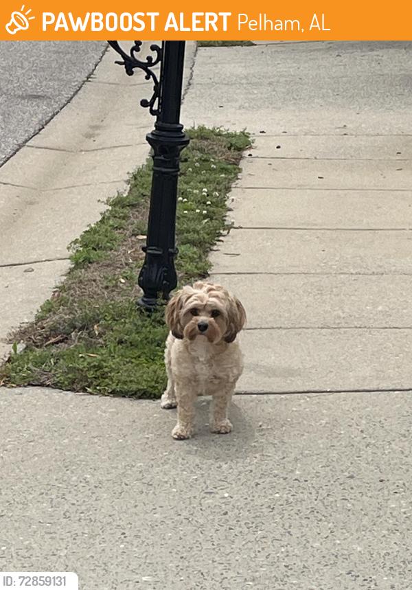 Found/Stray Unknown Dog last seen High Ridge Drive, Pelham, Pelham, AL 35007