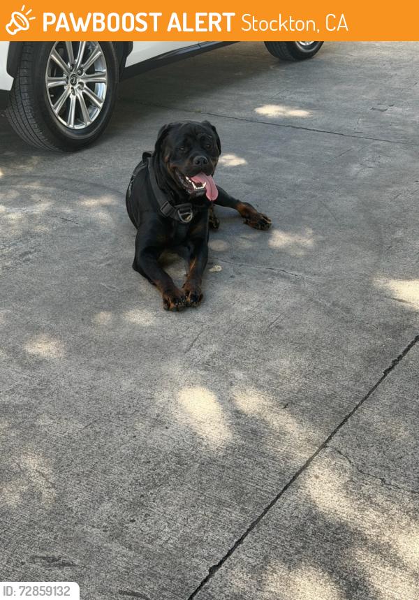 Found/Stray Unknown Dog last seen E. Harding Way, Stockton, CA 95205