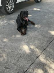 Found/Stray Unknown Dog last seen E. Harding Way, Stockton, CA 95205