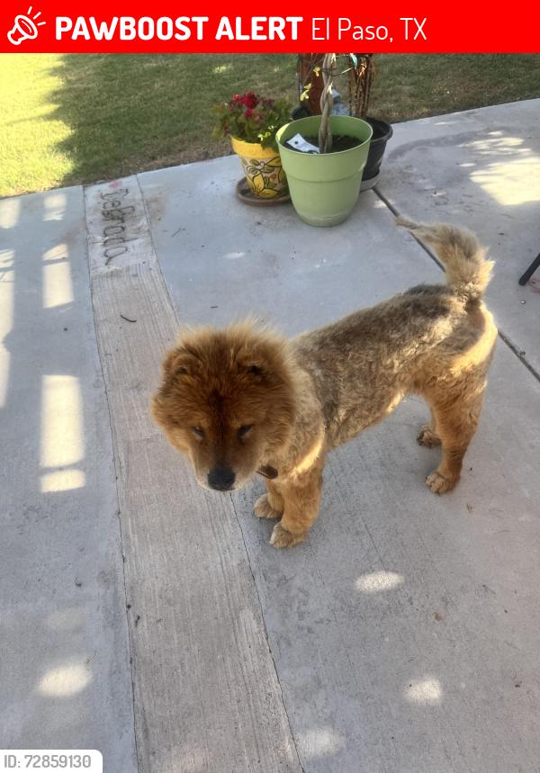 Lost Female Dog last seen Van Buren ave & Cranfill St, El Paso, TX 79930