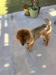 Lost Female Dog last seen Van Buren ave & Cranfill St, El Paso, TX 79930