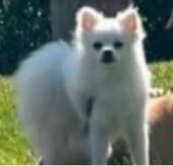 Lost Female Dog last seen N 16th and East Roosevelt , Phoenix, AZ 85006