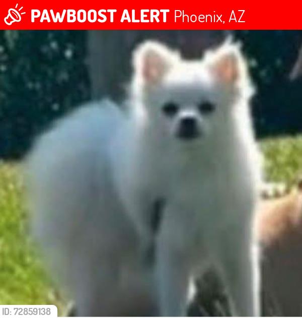 Lost Female Dog last seen N 16th and East Roosevelt , Phoenix, AZ 85006