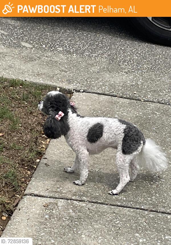 Found/Stray Female Dog last seen High Ridge Drive, Pelham, Pelham, AL 35007