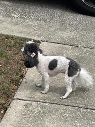 Found/Stray Female Dog last seen High Ridge Drive, Pelham, Pelham, AL 35007
