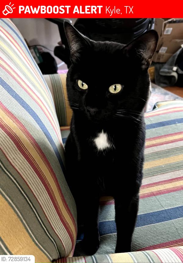 Lost Male Cat last seen James Adkins Drive and Coleto Creek Drive, Kyle, TX 78640