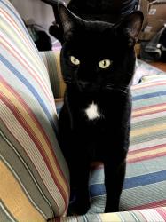 Lost Male Cat last seen James Adkins Drive and Coleto Creek Drive, Kyle, TX 78640