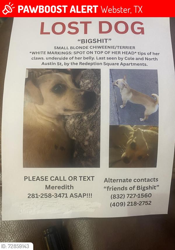 Lost Female Dog last seen Redemption square apmts, Webster, TX 77598