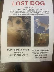 Lost Female Dog last seen Redemption square apmts, Webster, TX 77598