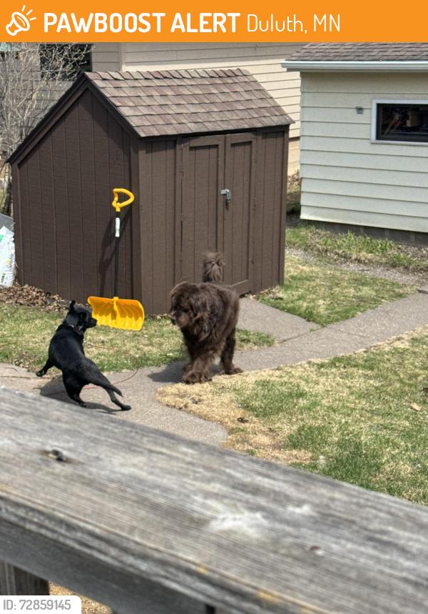 Found/Stray Unknown Dog last seen Morley Heights, Duluth, MN 55803