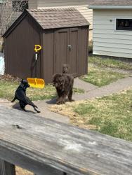 Found/Stray Unknown Dog last seen Morley Heights, Duluth, MN 55803