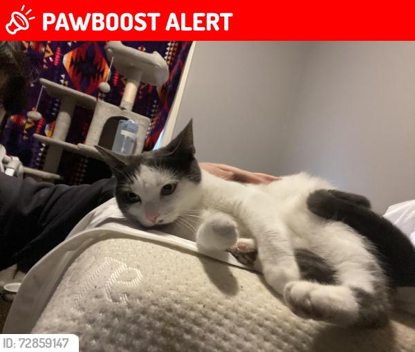 Lost Male Cat last seen Dollarstore, St. Thomas, ON N5R 5T7