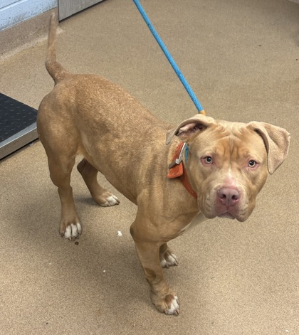 Shelter Stray Female Dog last seen Near Salem Rd Lithonia, 30038, 30038, GA, Atlanta, GA 30341